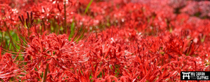 Lycoris radiata : Meaning of the Japanese flower Higanbana