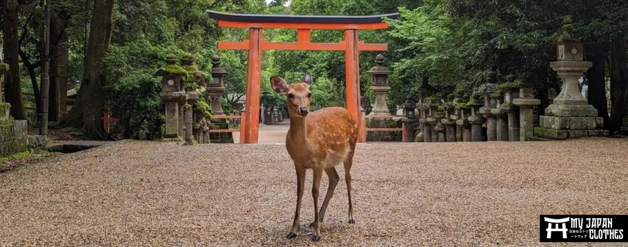 The deer of Nara : A magical encounter